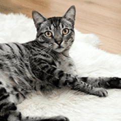 vers chez le chat